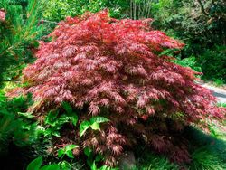 Bordo japonês 'Crimson Queen', Acer palmatum 'Crimson Queen'