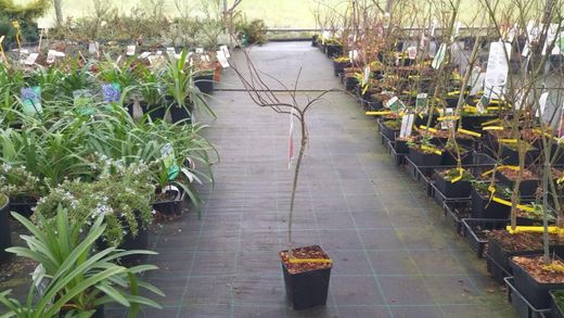 Bordo japonês 'Crimson Queen', Acer palmatum 'Crimson Queen'