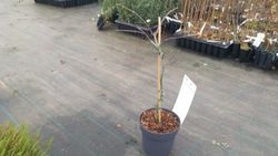 Bordo japonês 'Crimson Queen', Acer palmatum 'Crimson Queen'