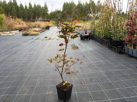 Acer palmatum "Dark Knight" - Bordo japonês Dark Knight