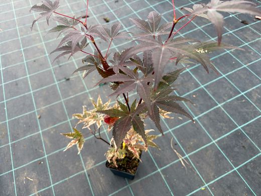 Acer palmatum "Dark Knight" - Bordo japonês Dark Knight