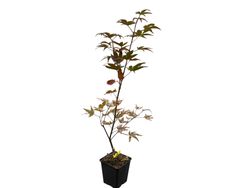 Acer palmatum "Dark Knight" - Bordo japonês Dark Knight