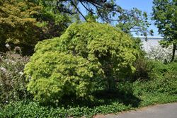 Arce japonés de hoja cortada 'Seiryu', Acer palmatum "Seiryu"