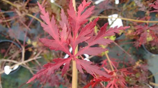 Arce japonés de hoja cortada 'Seiryu', Acer palmatum "Seiryu"