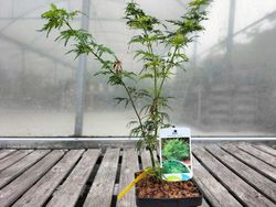 Arce japonés de hoja cortada 'Seiryu', Acer palmatum "Seiryu"