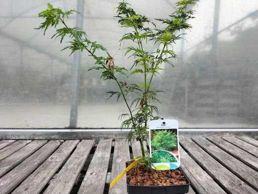 Arce japonés de hoja cortada 'Seiryu', Acer palmatum "Seiryu"
