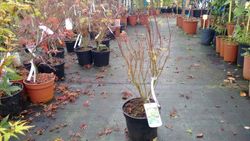 Arce japonés de hoja cortada 'Seiryu', Acer palmatum "Seiryu"