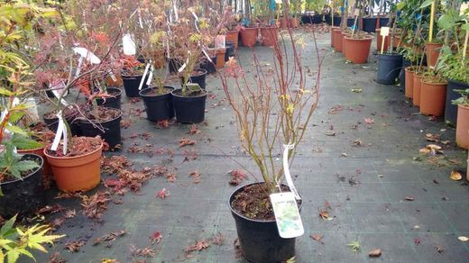 Arce japonés de hoja cortada 'Seiryu', Acer palmatum "Seiryu"