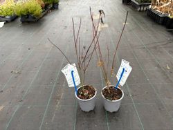 Arce japonés de hoja cortada 'Seiryu', Acer palmatum "Seiryu"