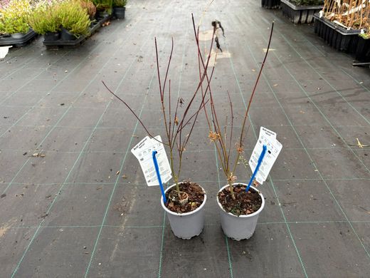 Arce japonés de hoja cortada 'Seiryu', Acer palmatum "Seiryu"