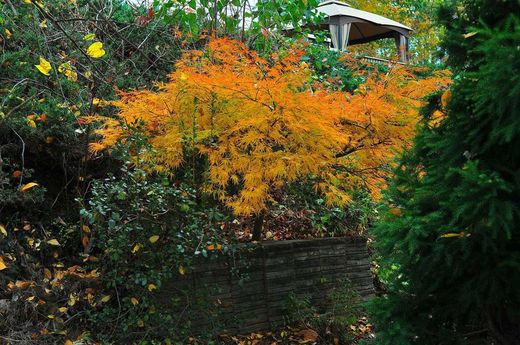 Arce japonés 'Dissectum Viridis', Acer palmatum "Dissectum viridis"