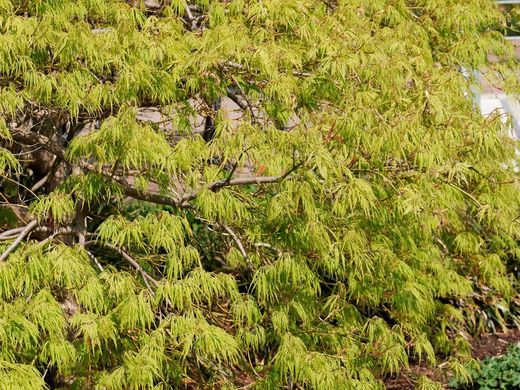 Arce japonés 'Dissectum Viridis', Acer palmatum "Dissectum viridis"
