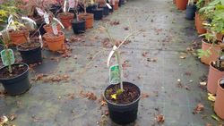 Érable japonais 'Dissectum Viridis', Acer palmatum "Dissectum viridis"