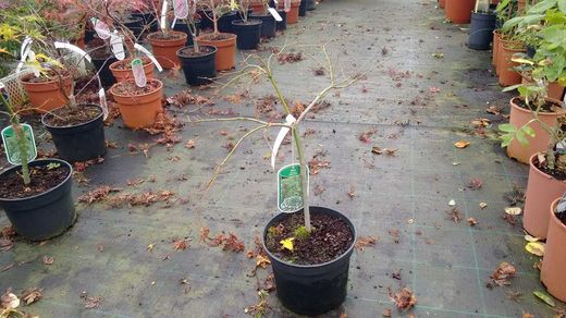 Arce japonés 'Dissectum Viridis', Acer palmatum "Dissectum viridis"