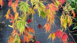 Arce japonés 'Dissectum Viridis', Acer palmatum "Dissectum viridis"