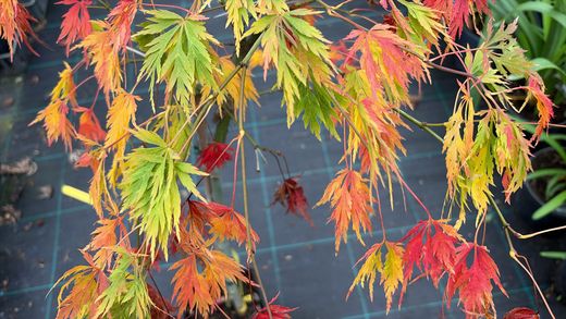 Arce japonés 'Dissectum Viridis', Acer palmatum "Dissectum viridis"
