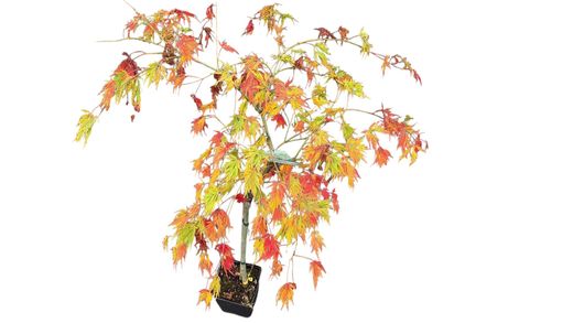Arce japonés 'Dissectum Viridis', Acer palmatum "Dissectum viridis"