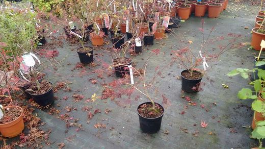 Maple japonês 'Emerald Lace', Acer palmatum 'Emerald Lace'