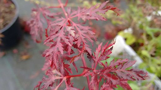 Maple japonês 'Emerald Lace', Acer palmatum 'Emerald Lace'