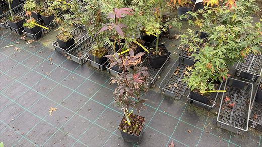 Acer palmatum "Emperor I" - Ácer japonês Imperador I