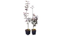 Acer palmatum "Emperor I" - Ácer japonês Imperador I