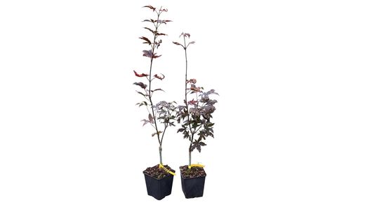 Acer palmatum "Emperor I" - Ácer japonês Imperador I