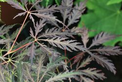 Arce japonés 'Inaba Shidare', Acer palmatum "Inaba shidare"
