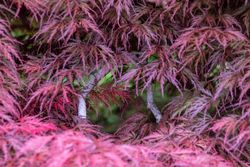 Arce japonés 'Inaba Shidare', Acer palmatum "Inaba shidare"