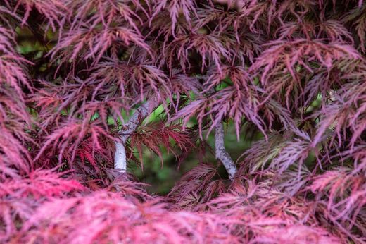 Arce japonés 'Inaba Shidare', Acer palmatum "Inaba shidare"