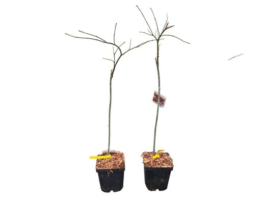 Arce japonés 'Inaba Shidare', Acer palmatum "Inaba shidare"