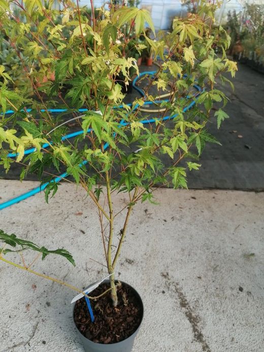 Arce japonés 'Katsura', Acer palmatum "Katsura"