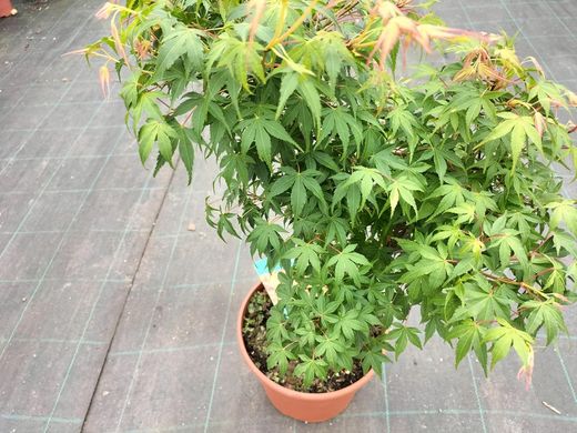 Arce japonés 'Katsura', Acer palmatum "Katsura"