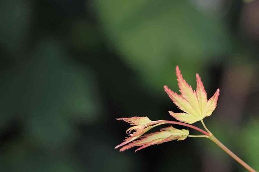 Arce japonés 'Katsura', Acer palmatum "Katsura"