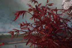 Érable palmé japonais 'Shaina', Acer palmatum "Shaina"