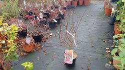 Érable palmé japonais 'Shaina', Acer palmatum "Shaina"