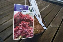 Arce japonés 'Pixie'. Acer palmatum 'Pixie'