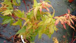 Érable japonais "Sangokaku"