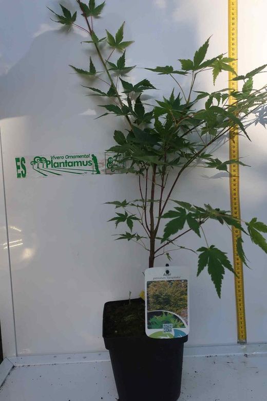 Érable japonais "Sangokaku"