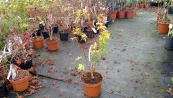 Érable japonais "Sangokaku"