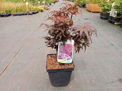 Érable japonais "Skeeters Broom", Acer palmatum "Skeeters Broom"