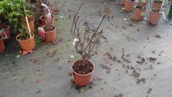 Érable japonais "Skeeters Broom", Acer palmatum "Skeeters Broom"