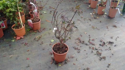 Érable japonais "Skeeters Broom", Acer palmatum "Skeeters Broom"