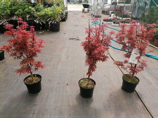 Érable japonais "Skeeters Broom", Acer palmatum "Skeeters Broom"