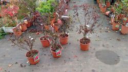 Érable japonais "Skeeters Broom", Acer palmatum "Skeeters Broom"