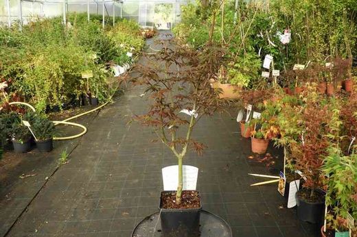Arce japonés Trompenburg. Acer palmatum "Trompenburg"