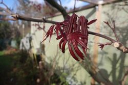 Arce japonés Trompenburg. Acer palmatum "Trompenburg"