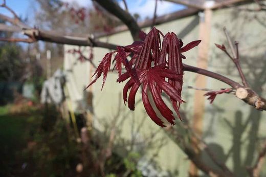 Arce japonés Trompenburg. Acer palmatum "Trompenburg"