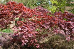 Arce japonés Trompenburg. Acer palmatum "Trompenburg"