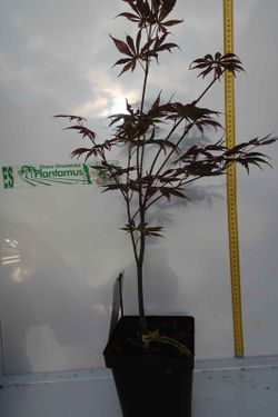 Arce japonés Trompenburg. Acer palmatum "Trompenburg"