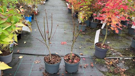 Érable japonais de Trompenburg. Acer palmatum "Trompenburg"